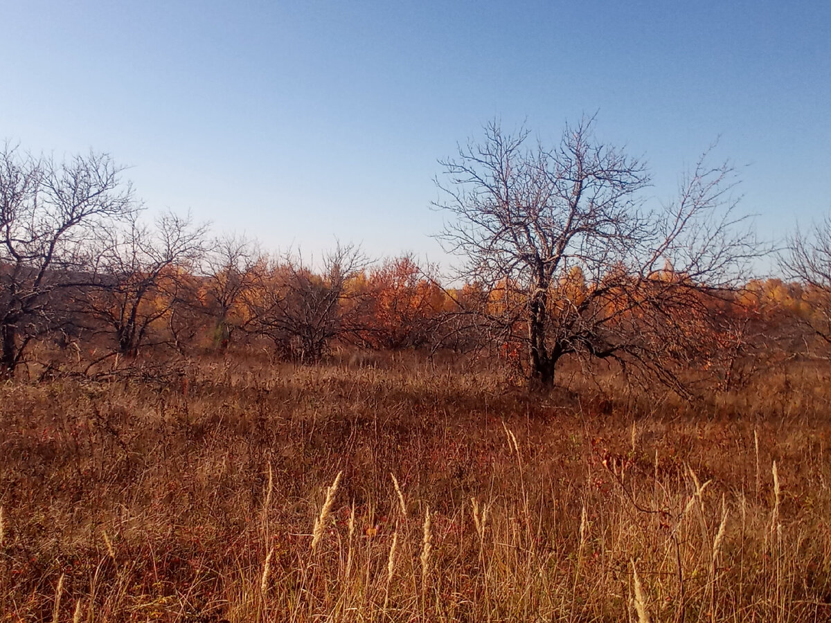 Мой сад. Осень 2021 года