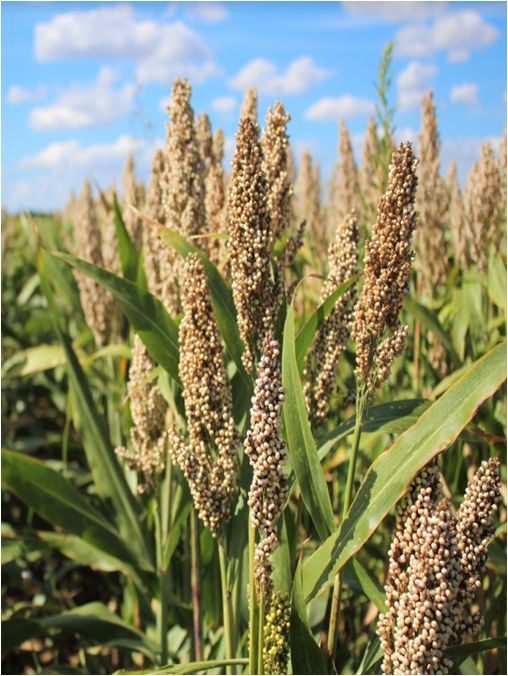 Гибриды сорго