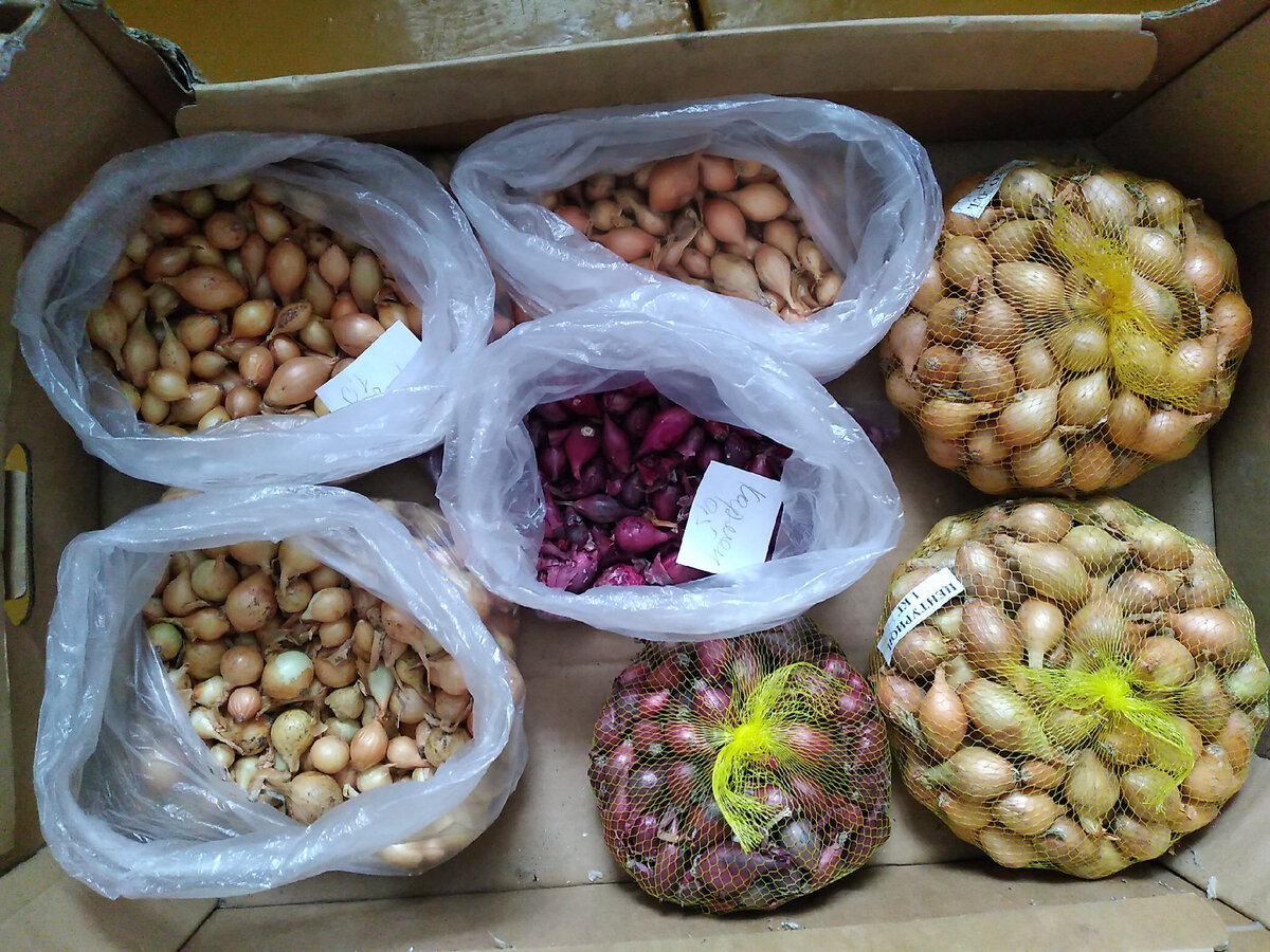 З лука-севка, купленного впрок перед непонятной ситуацией. Справа в сеточках - голландский, в пакетиках - российский из Чувашии. Надеюсь, хватит, чтоб без лука не остаться