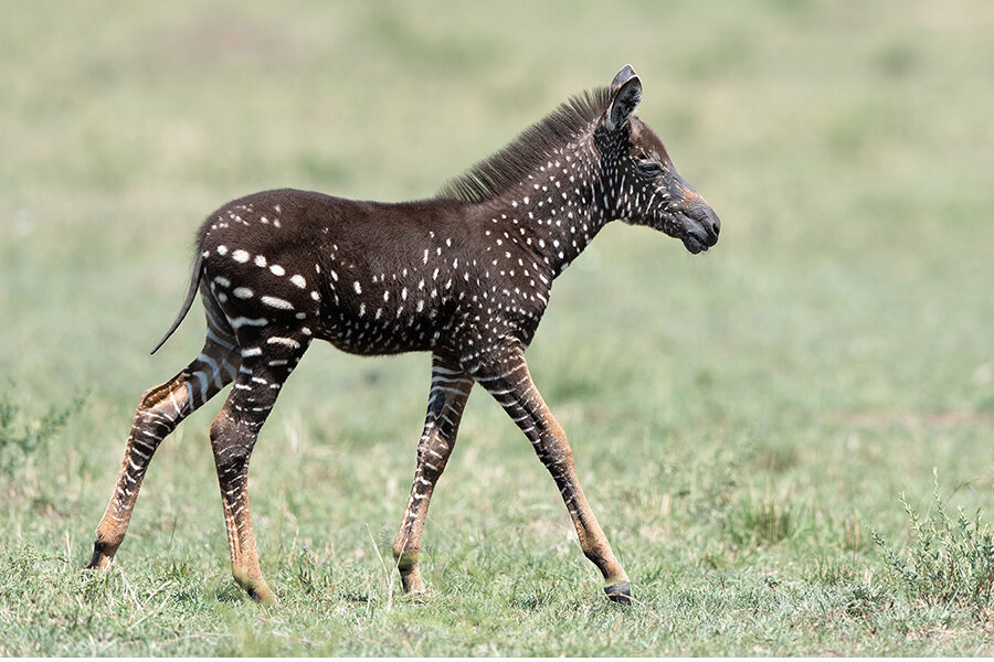 Так выглядит эта уникальная малышка