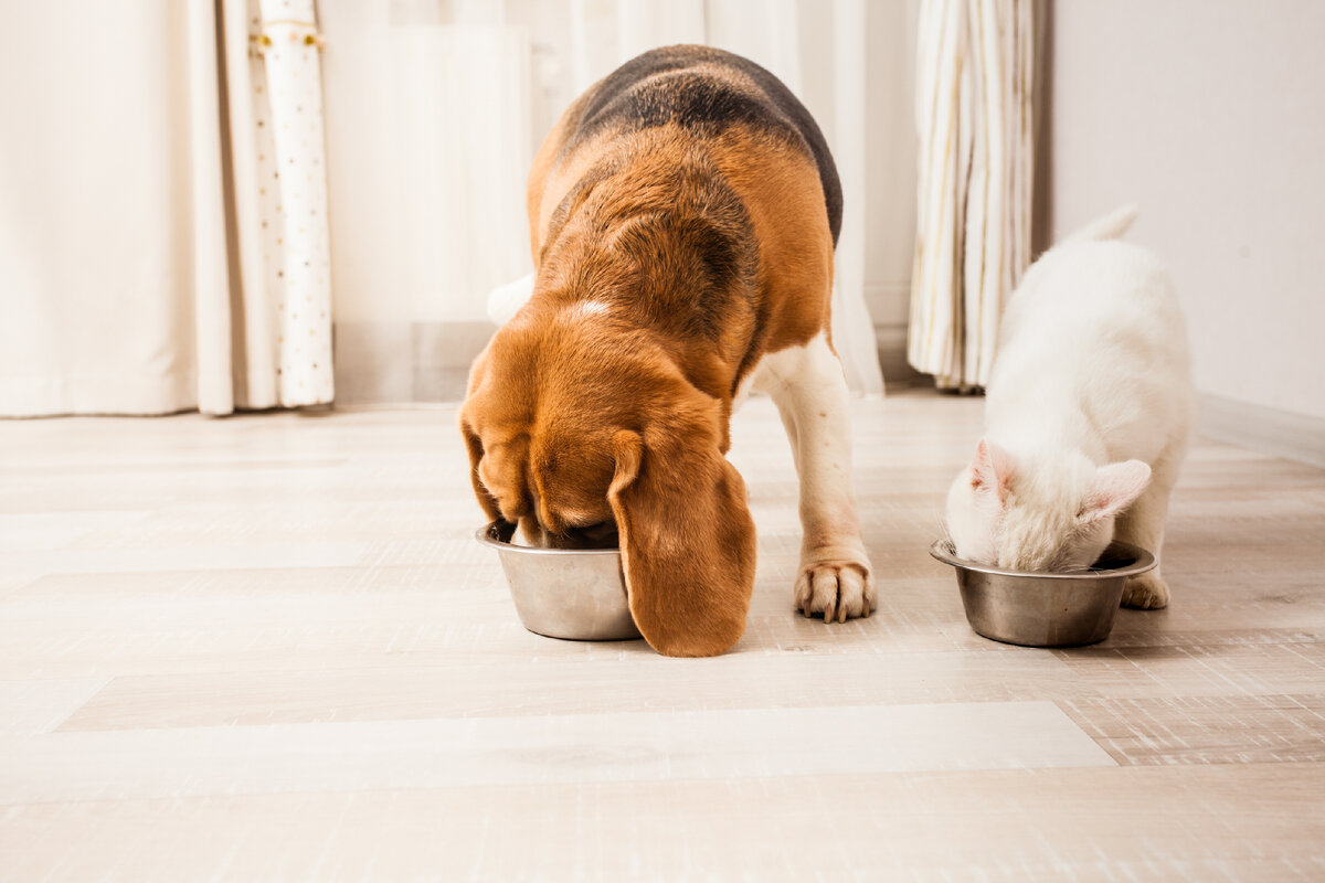 Как правильно смешивать сухой и влажный корм в рационе кошки и собаки? |  Pet Fabric | Дзен