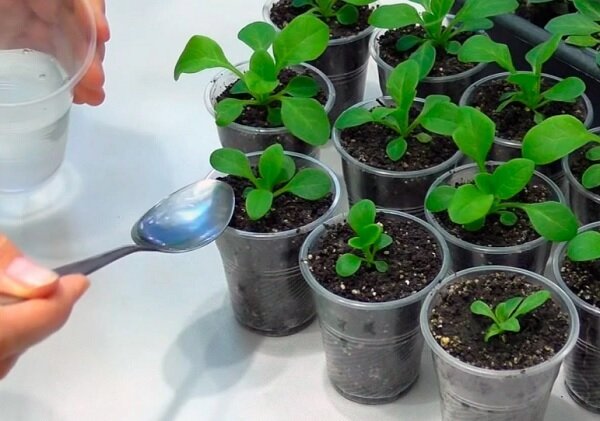 Подкормка петунии