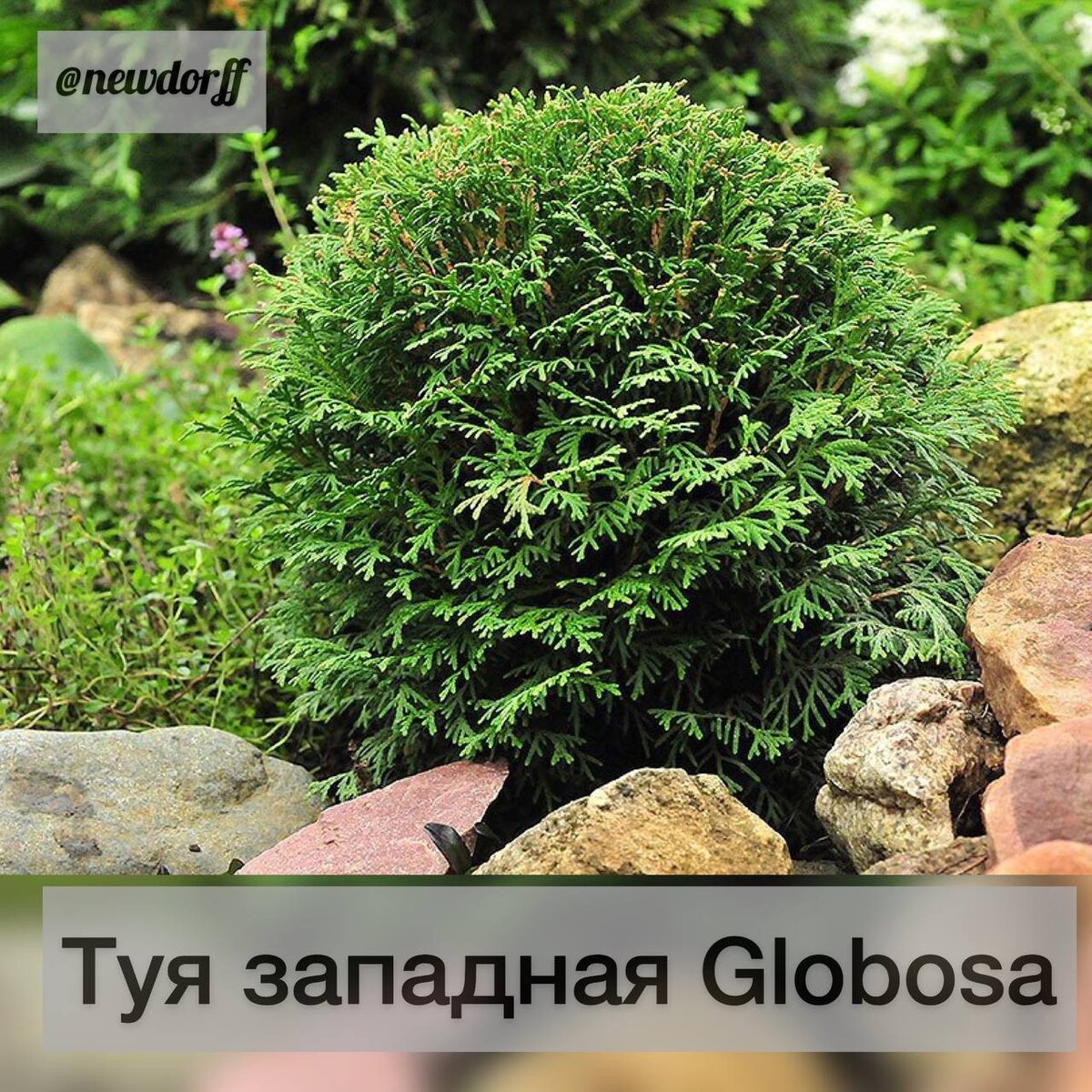 Туя западная Глобоза