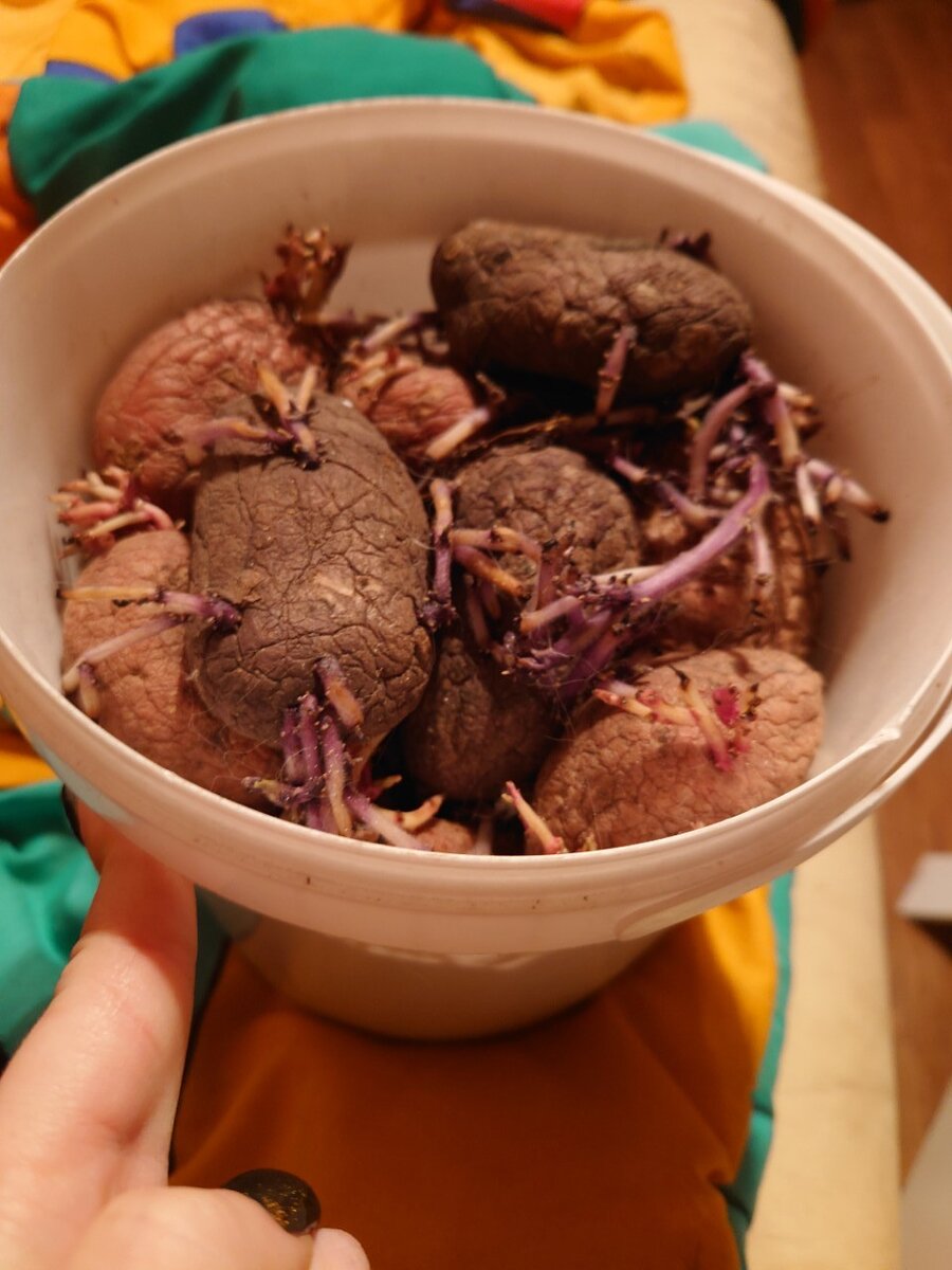 А вы думали, я шутки шучу? Натурально, картоха для посадки))