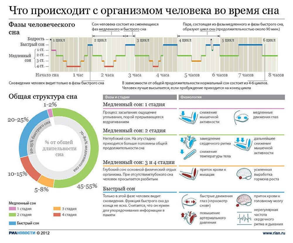 для наглядности, только, прошу заметить, в медленноволновой фазе также присутствуют сновидения.