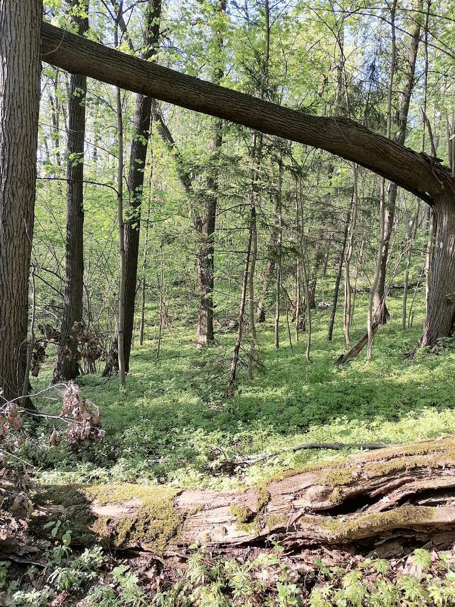 Какая красота, пока не придет и не нагадит человек