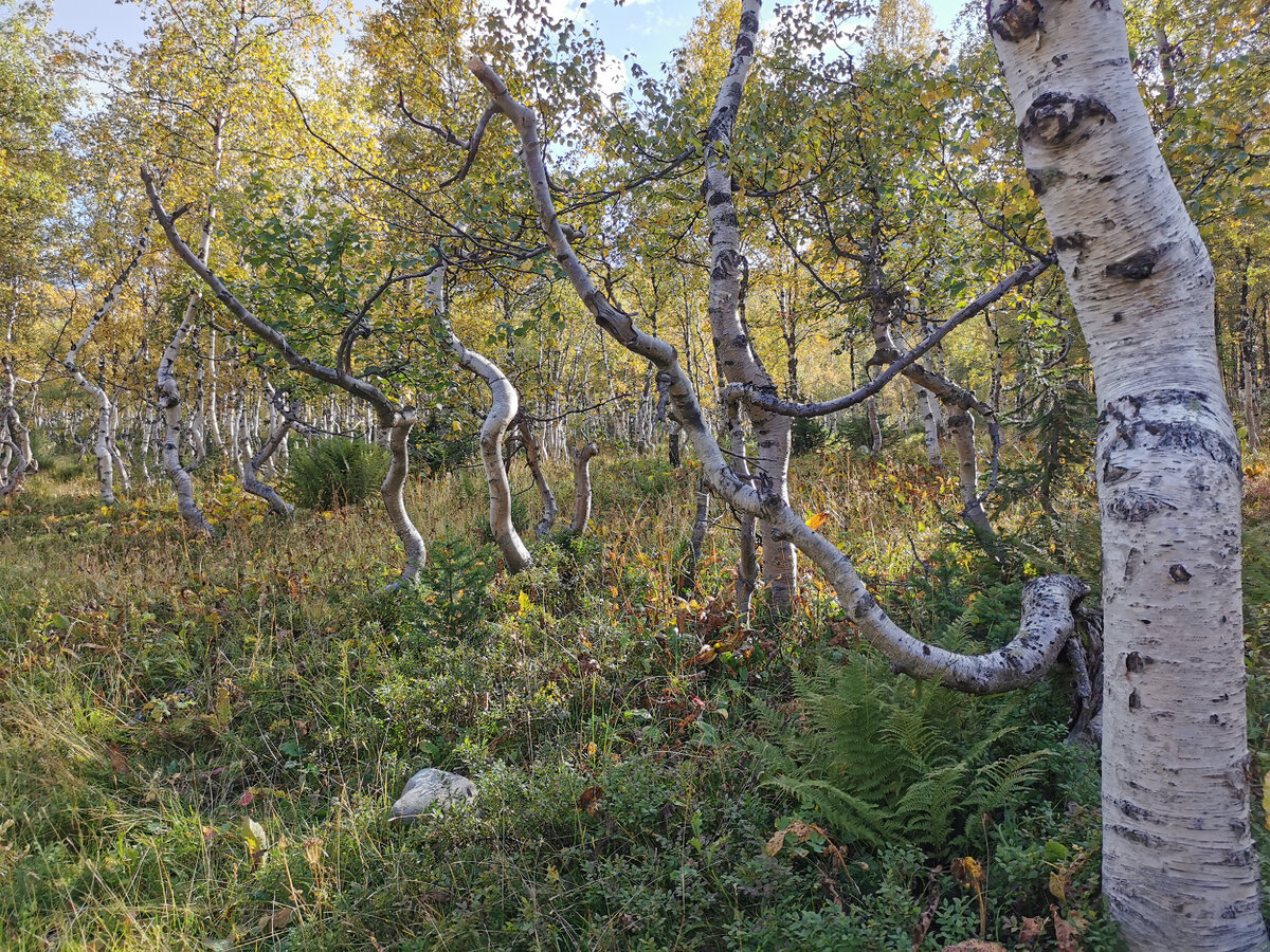 изогнуты в основном березы