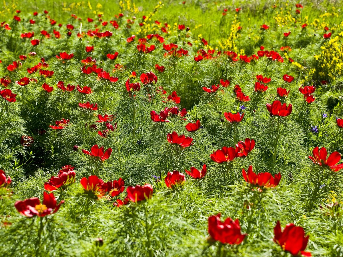 Источник: https://bel.cultreg.ru/places/502/rekreacionnaya-zona-staryi-khutor