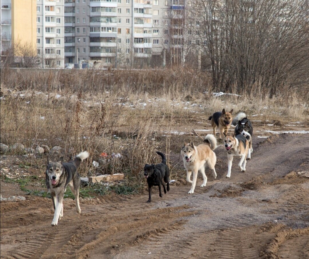 Фото бездомные собаки в городе