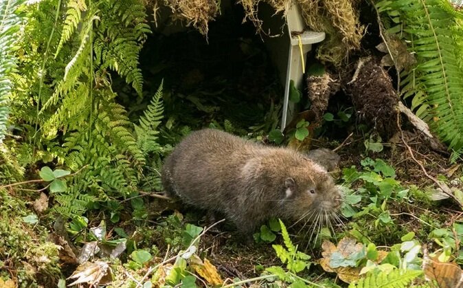 Это аплодонтия