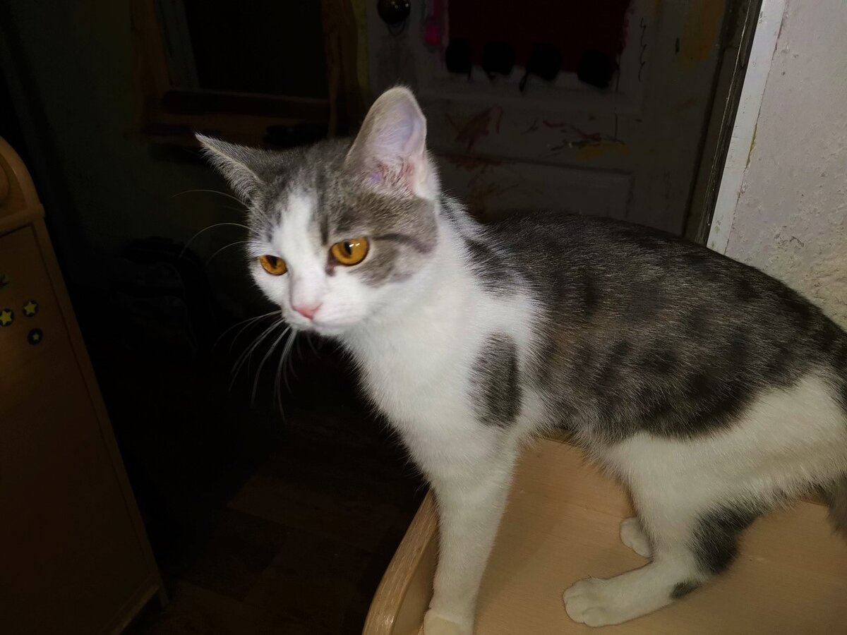 Тот самый Бантик. Уже повзрослевший. Вернее - повзрослевшая.