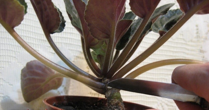 зачищаем ствол у фиалки.