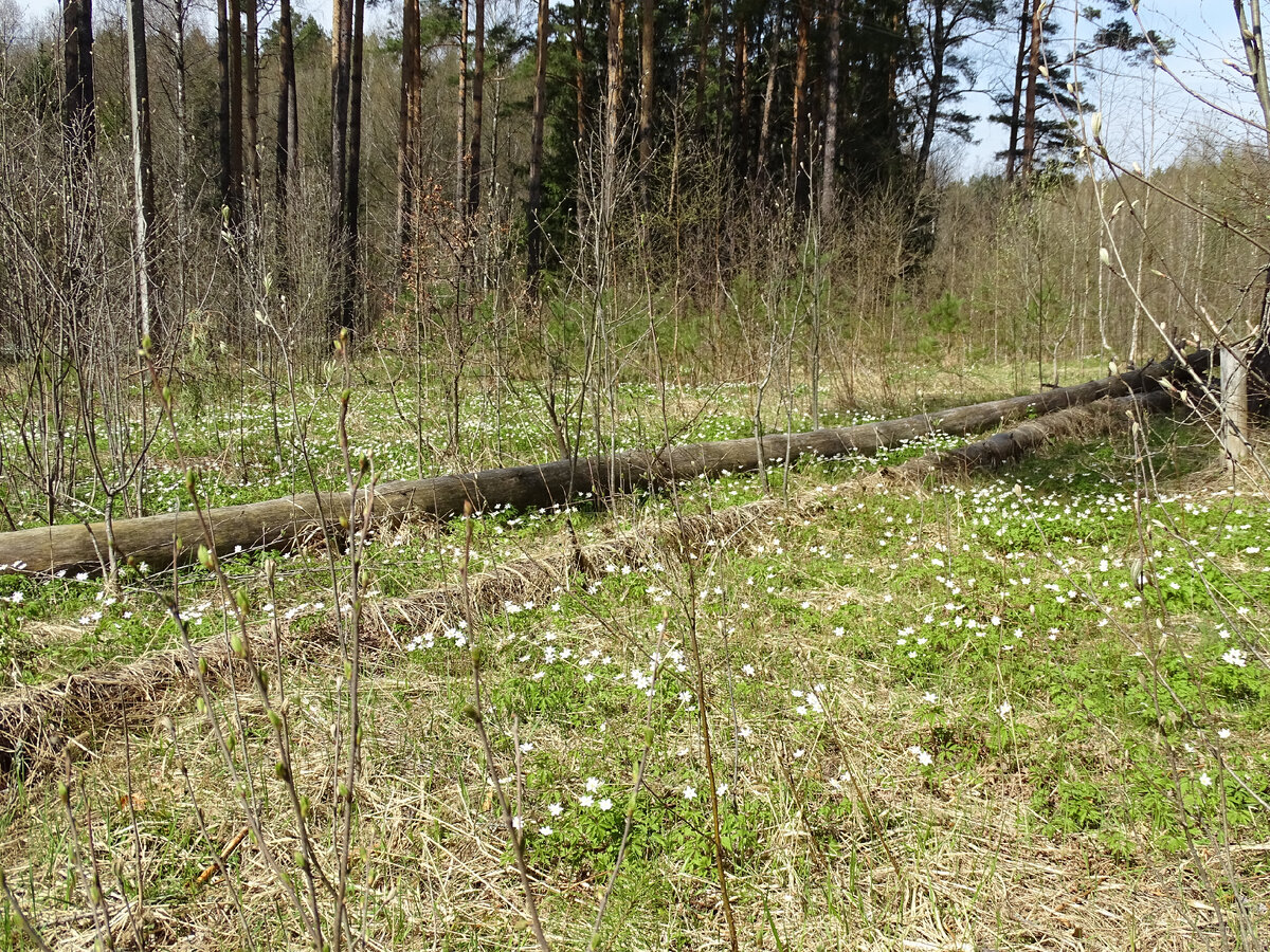 Фото Старого Солдата. 06.05.2022