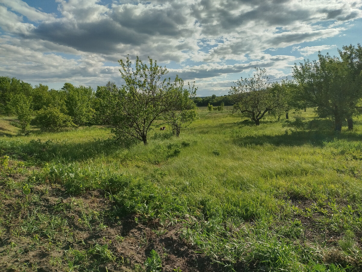 Найдите Поньку в саду ))