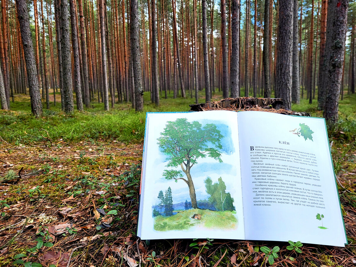 русский лес книга. русский лес соколов-микитов. леонид леонов русский лес иллюстрации. русский лес роман леонов. л.