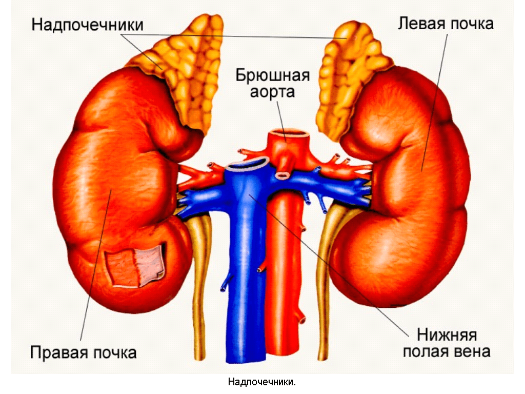 detdom-vidnoe.ru