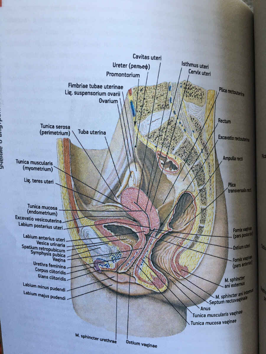 Мочевой пузырь у женщины (М.Р. Сапин. Анатомия человека. Атлас)