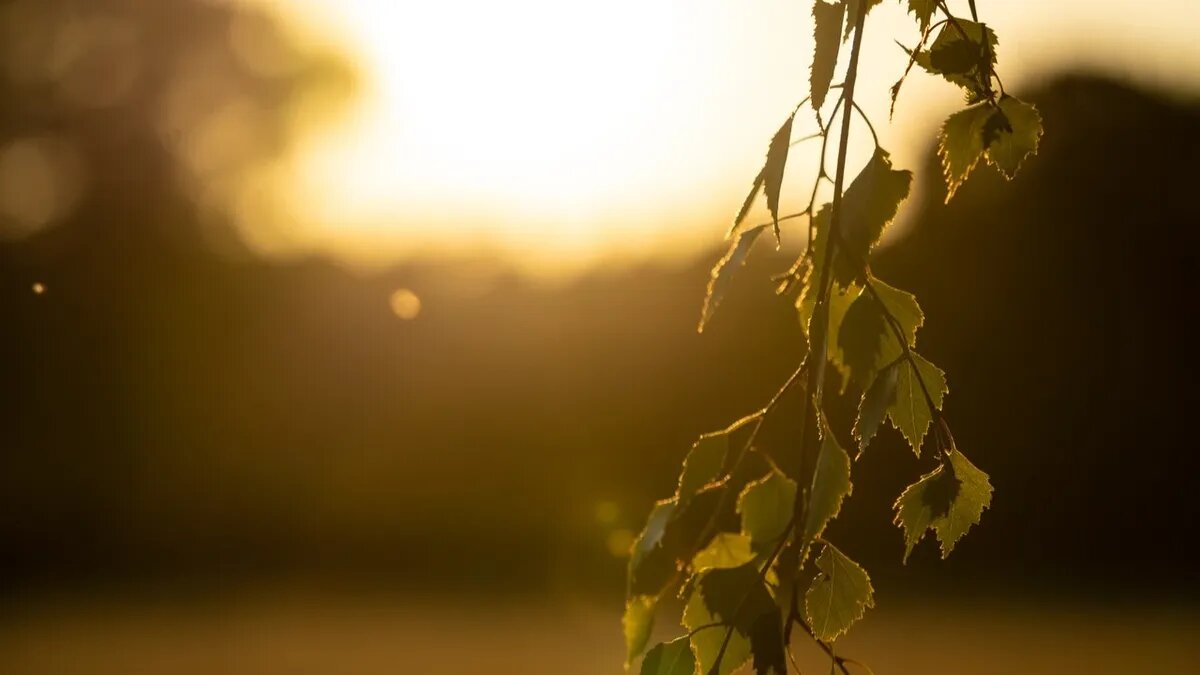 В Троицу особенно почитается зелень. Фото: Pxfuel.com