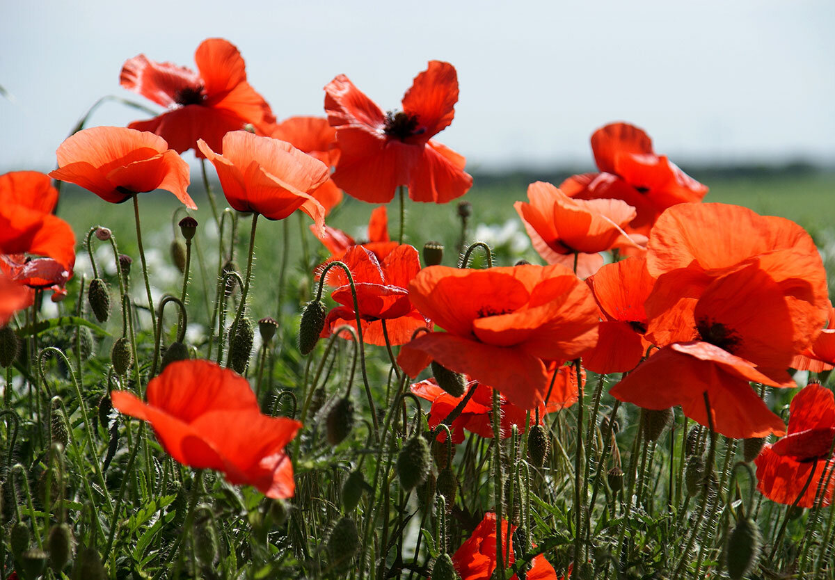 Фото А.Толстых