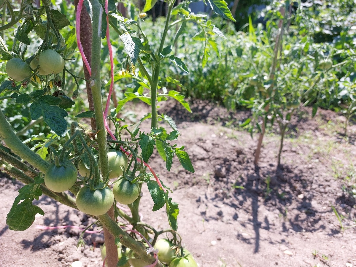 Вымахали за 2 месяца