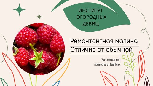 Как отличить ремонтантную малину от обычной?