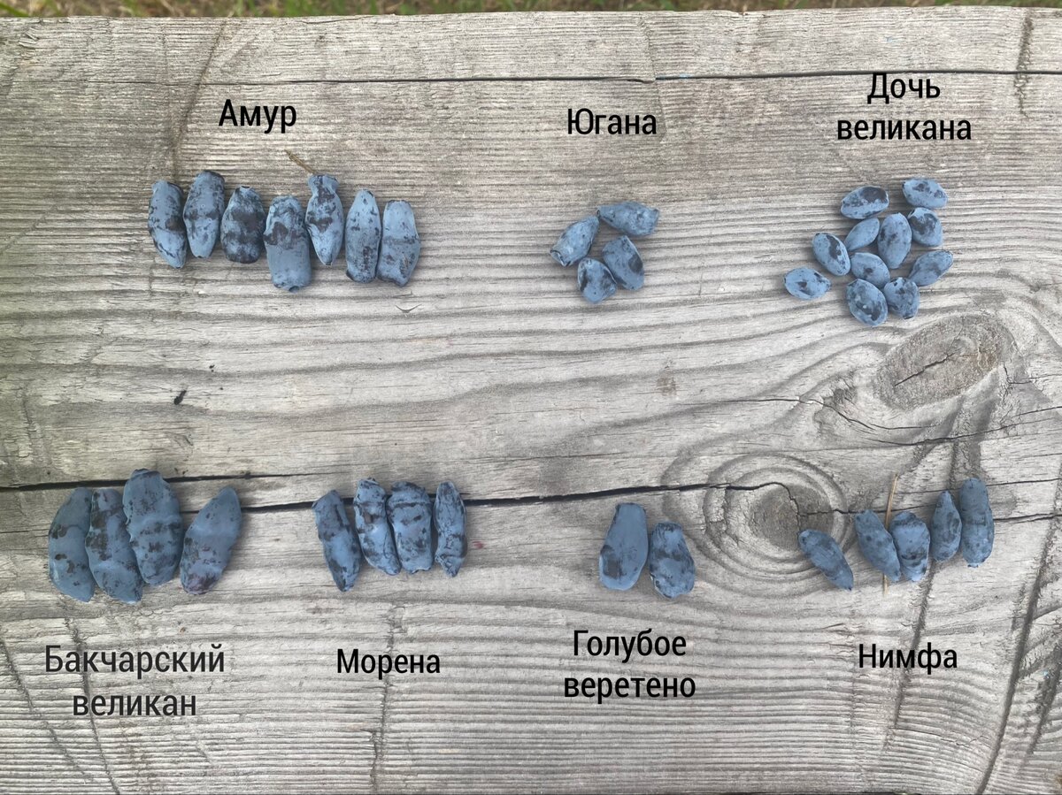 Жимолость