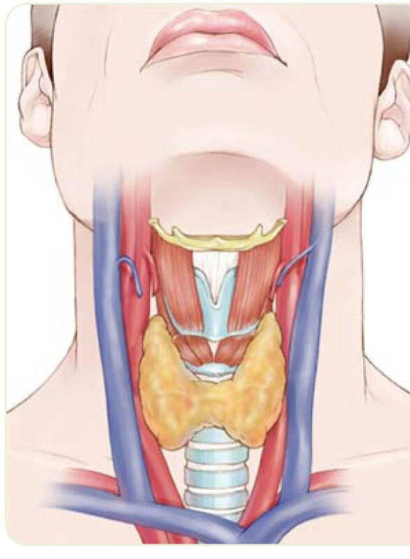 Щитовидная железа картинки
