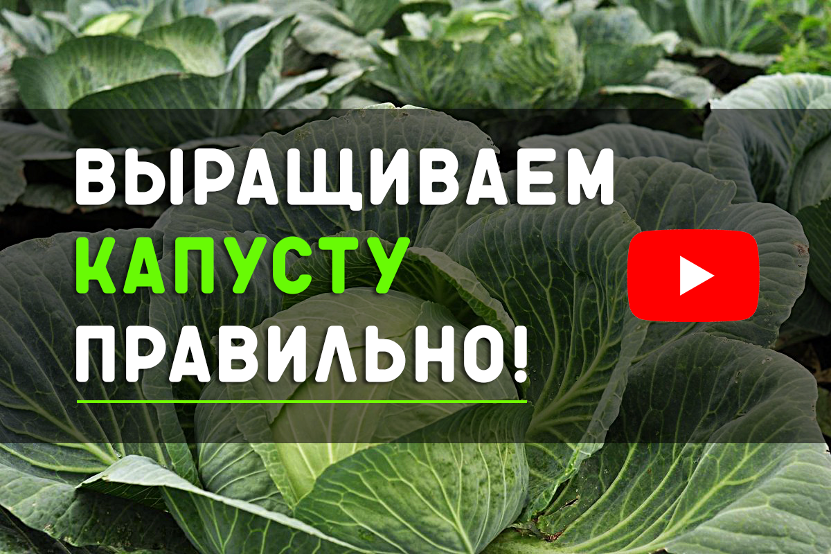 Выращиваем капусту в открытом грунте