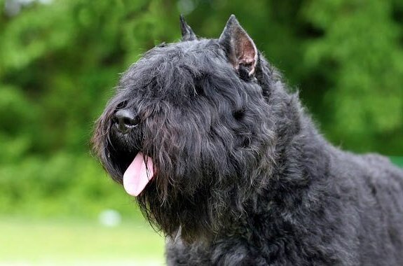 Фландрский бувье (Фото: http://www.vetstreet.com/dogs/bouvier-des-flandres)