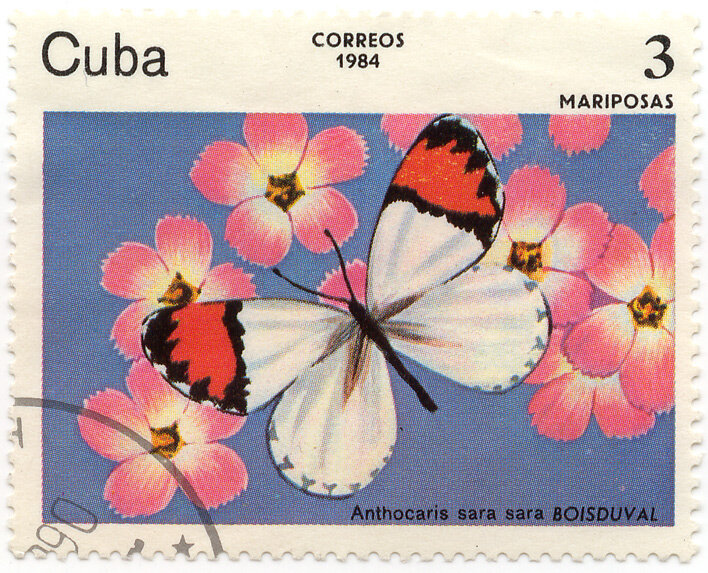  Антохарисы или зорьки (лат. Anthocharis) — род чешуекрылых из семейства белянок и подсемейства Pierinae.  Бабочки мелких (в основном в Палеарктике) и средних размеров, как правило, светло окрашенные. Представители рода с явно выраженным половым диморфизмом — у самцов передние крылья с оранжевым пятном у вершины, которое изнутри не ограничено чёрным. Жилки R1, R2 не ветвятся; жилки R3, R4, R5 и М1 имеют общий ствол. К костальному краю переднего крыла выходят первых три жилки (R1, R2, R3); R4 выходит к вершине, а R5 и М1 — к внешнему краю. Усики с головчатой булавой.