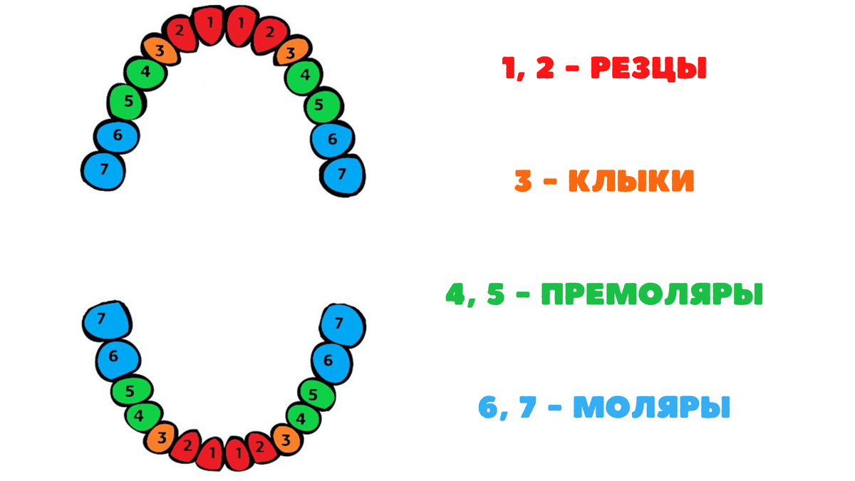 Нумерация зубов в стоматологии схема