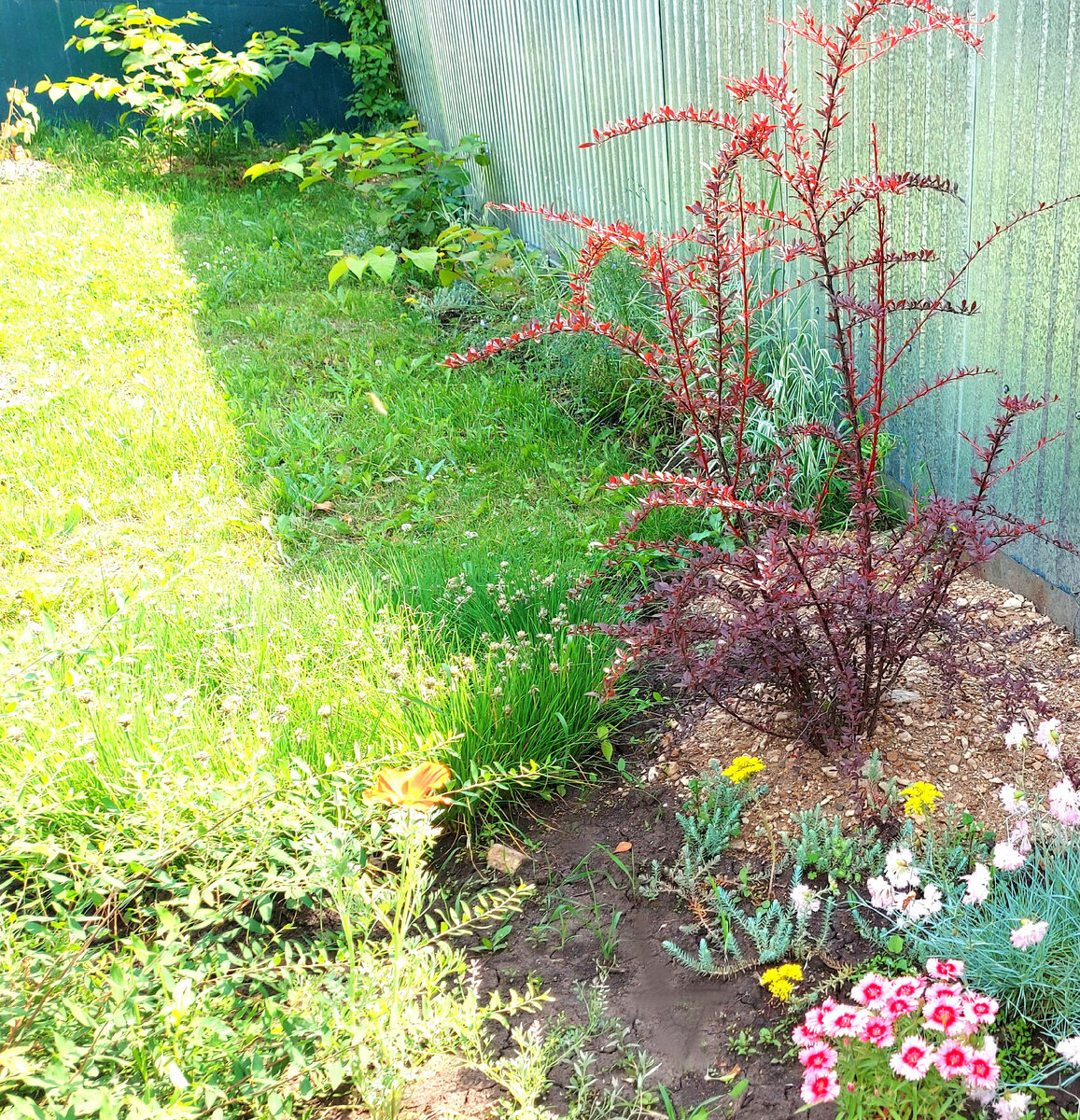 Барбарис Тунберга