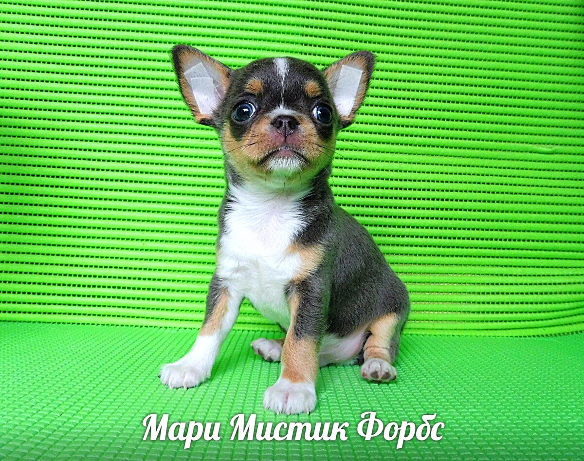 Мари мистик. Питомник Мари Мистик ю. Сегодняшний ролик из питомника Мари Мистик.