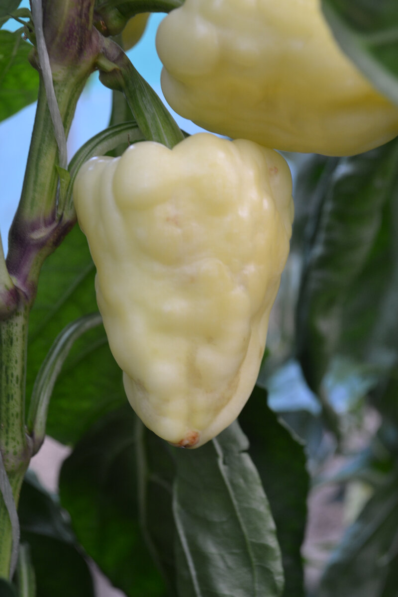 Симптомы вируса в технологической спелости