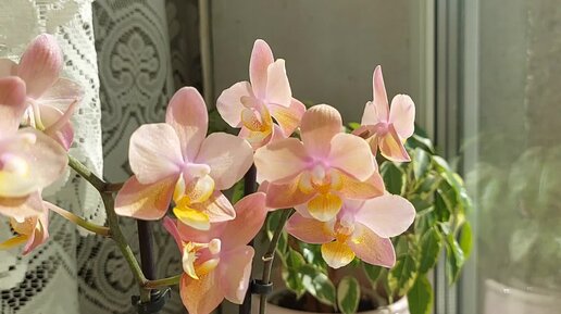 ТРИ орхидеи ПАРФЮМЕРНЫЕ ФАБРИКИ. Какая самая АРОМАТНАЯ.