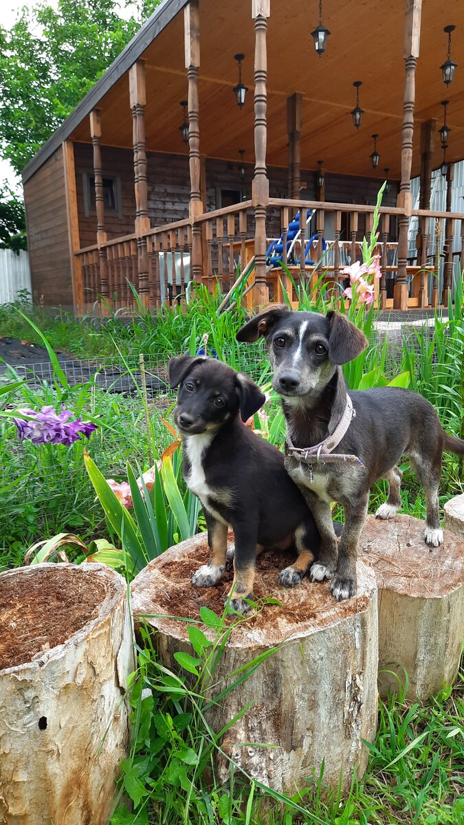  Так бывает всегда, самые необычные встречи происходят тогда, когда их меньше всего ожидаешь. Так произошло и у меня.  Являясь счастливым обладателем пяти собак я и подумать не могла, что в нашей семье будет неожиданное пополнение. 🙈