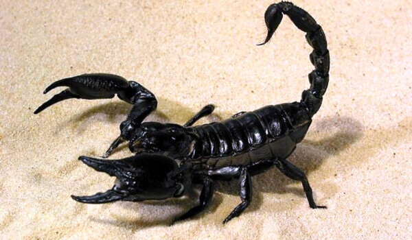 Императорский скорпион — один из самых известных видов, а также один из крупнейших в мире. Это одно из древнейших существ, сохранившихся до наших дней.-2