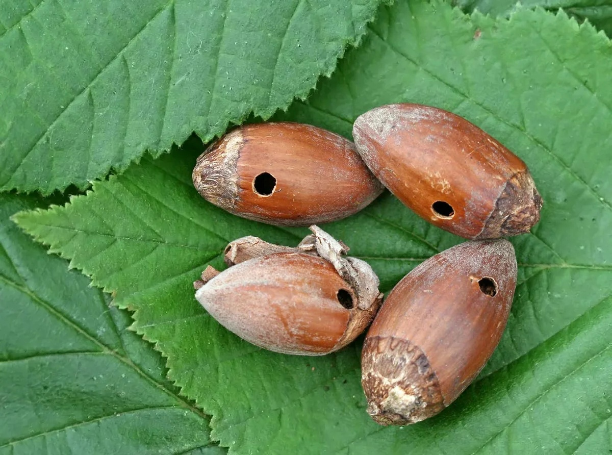 Ореховый долгоносик (Curculio nucum). Мини слоники, которые по обжорству  обойдут и слонов. | Paleo-end-arthropods (Доисторическая фауна и  членистоногие) | Дзен