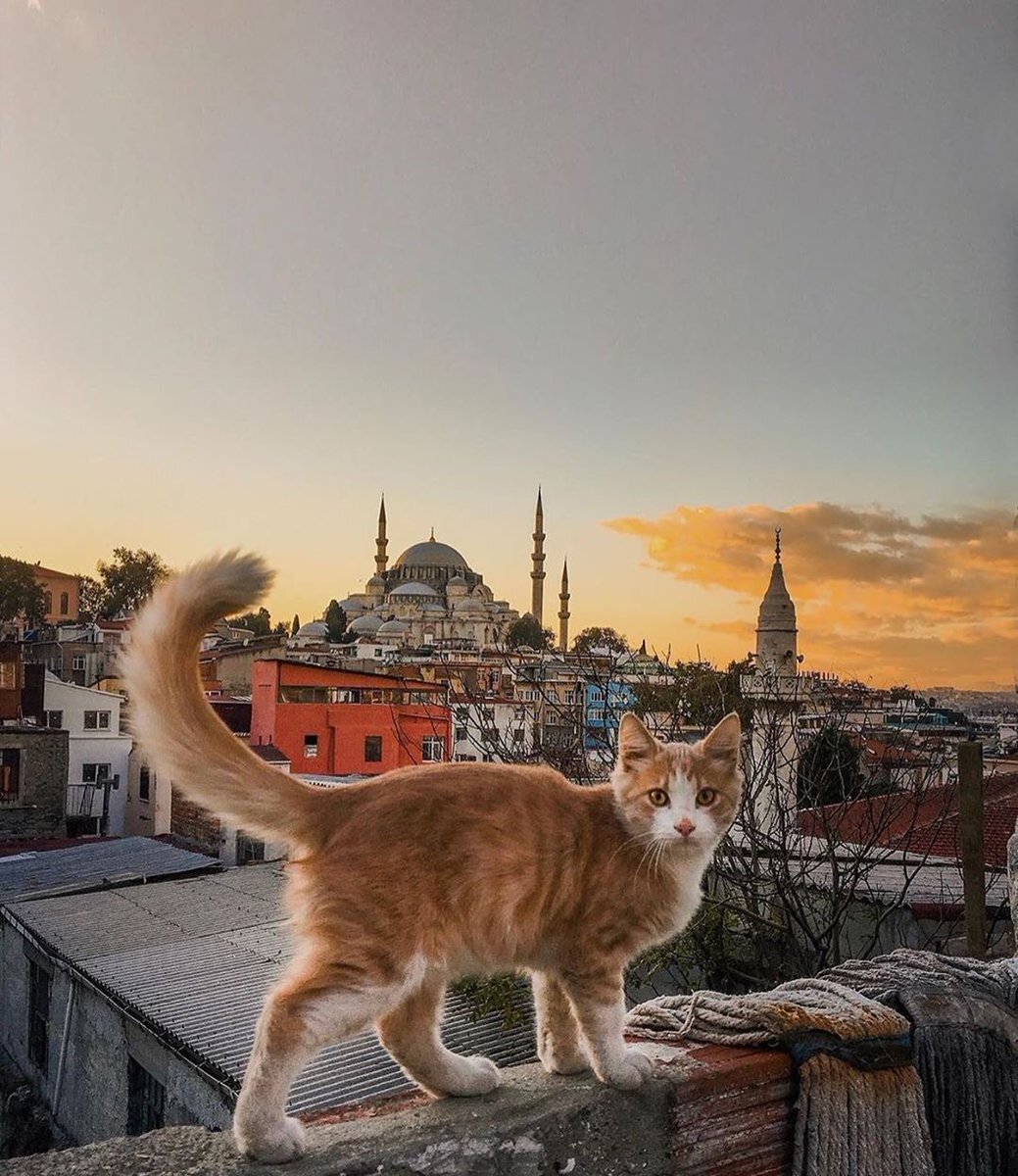 Котики в турции