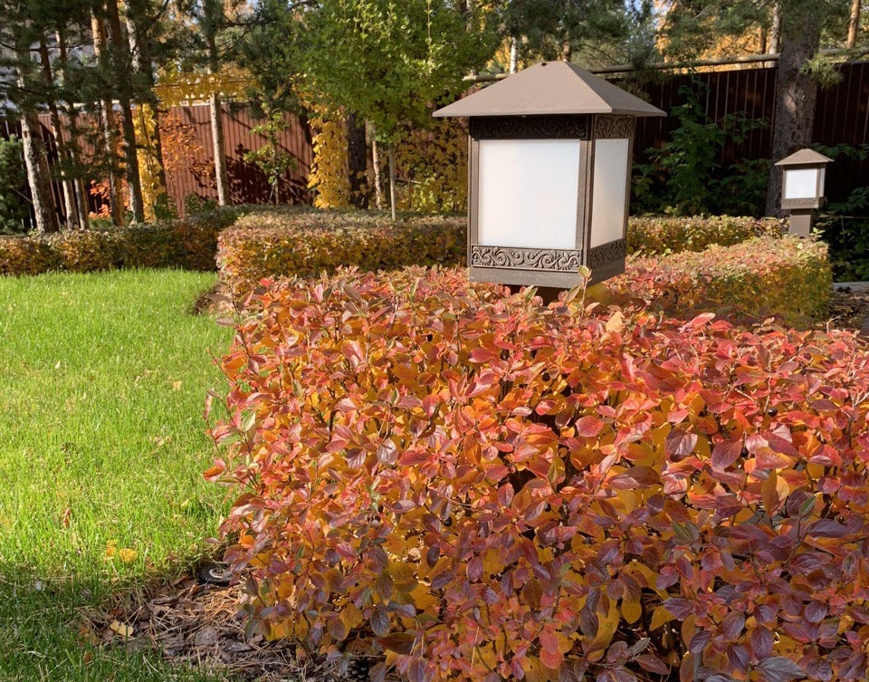 Живая изгородь из кизильника блестящего