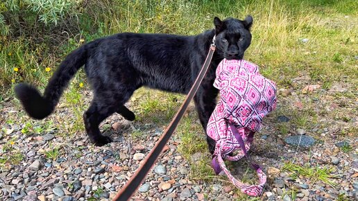 Пантера Луна на пляже 😸/ украли рюкзак 🎒