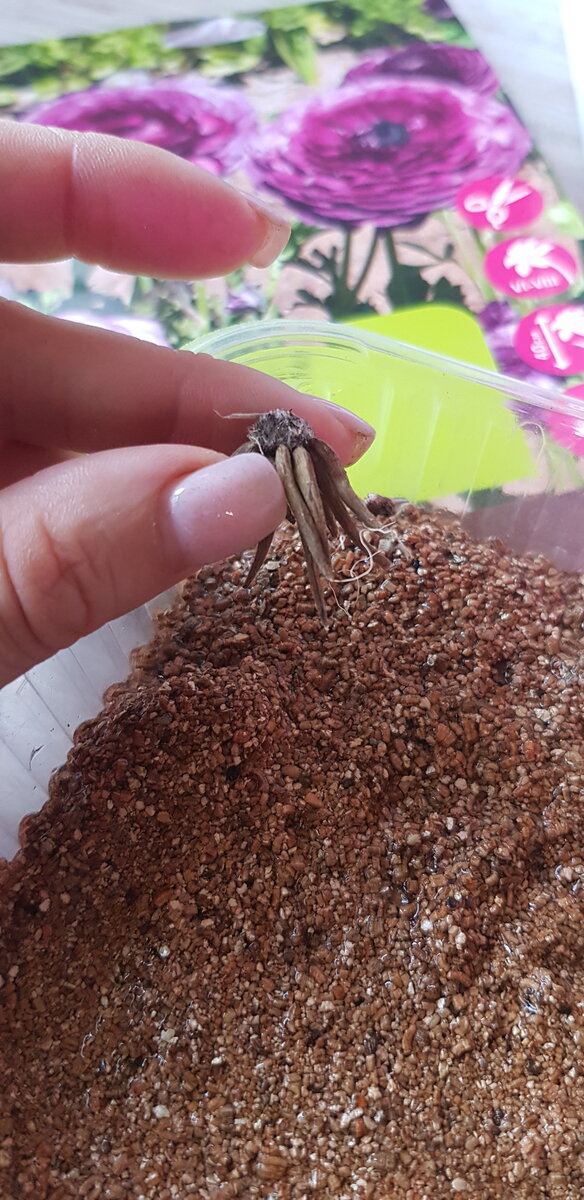 посадка лютика на рассаду