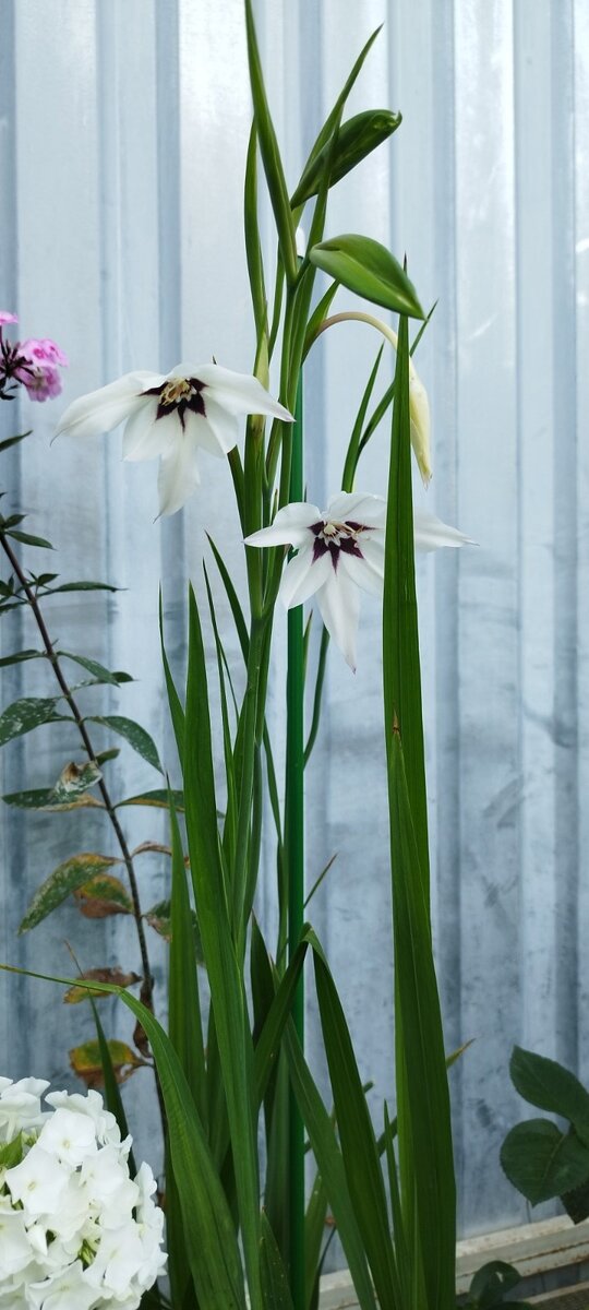 Вот так издалека