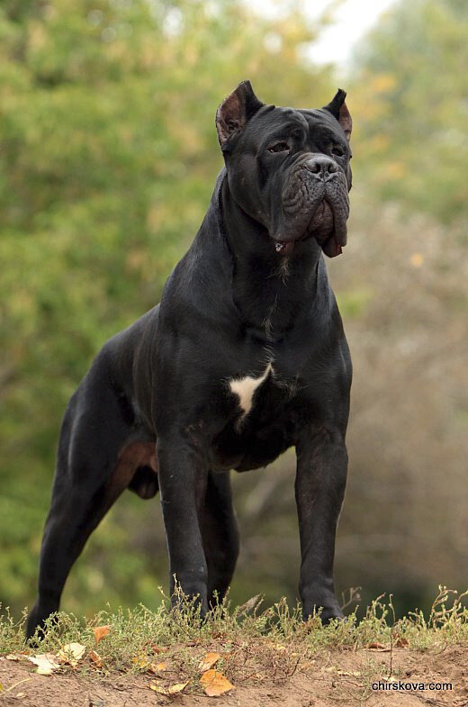 Ciceron iz Dinastii Chempionov