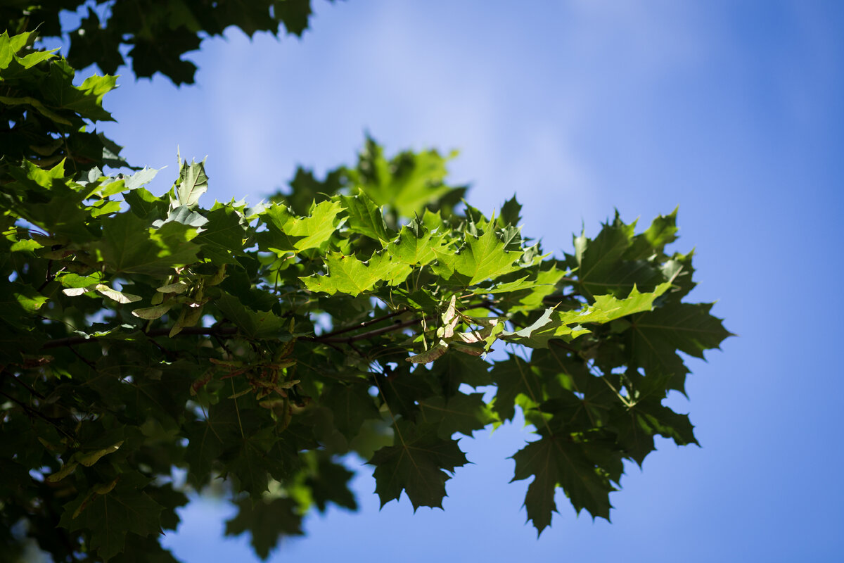 Александровский Сад, г. Санкт-Петербург. Клены. Автор фото: Надежда Панова, http://nadia-photo.com