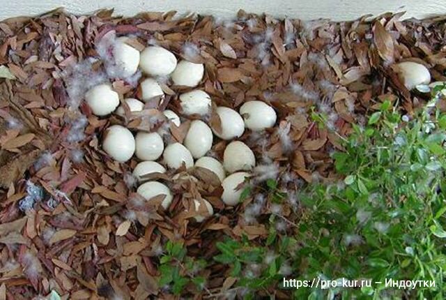 Сколько дней высиживает яйца индоутка домашняя. Когда сажать уток на яйца. Селезни ломают яйца уток. Индоутки когда начинают нести яйца и высиживать.