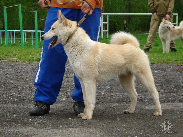 Алмаз Л.Л.Карасёва из Полевского