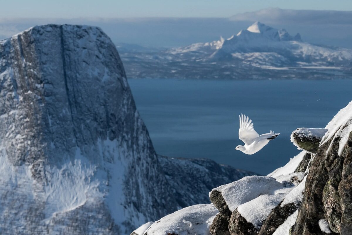    Куропатка взлетает со скалыErlend Haarberg/Bird Photographer of the Year