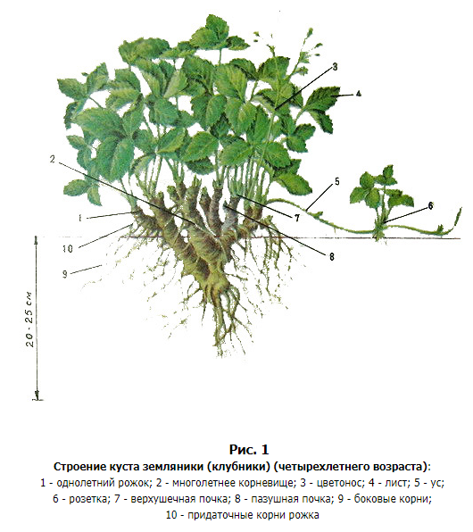 Особенности строения корня земляники. Строение куста земляники садовой. Корневая система у клубники и земляники. Глубина корней земляники садовой. У клубники мочковатая корневая система.
