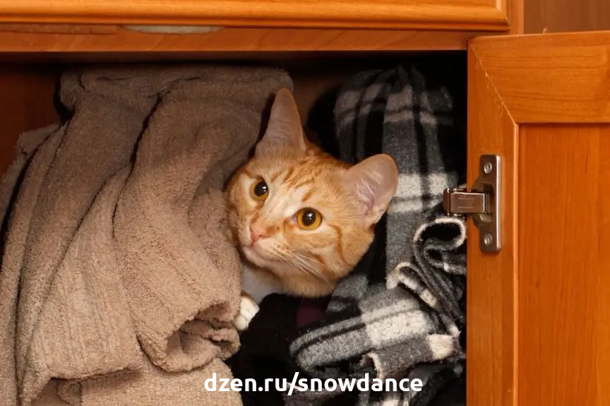 Почему кошки любят прятаться? Вот 6 наиболее распространенных причин |  КотоВедение | Дзен